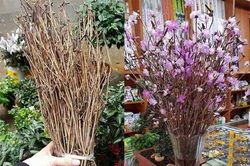 Sự thật về hoa đỗ quyên ngủ đông ở Hà Nội