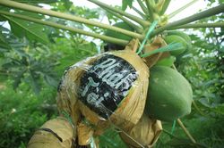Đu đủ in chữ phục vụ tết