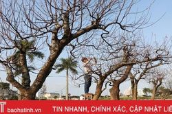 Dịch vụ thuê đào tết: Khách – chủ đều vui!
