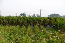 Quất cảnh Văn Giang sẵn sàng đón Tết
