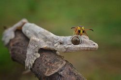 Ong bắp cày cả gan 'làm quen' với tắc kè