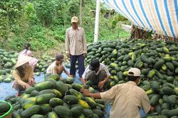 Sản xuất hoa màu phục vụ Tết Nguyên đán Canh Tý 2020