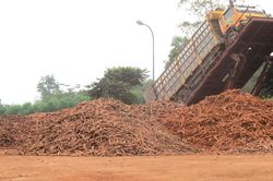 Nhà máy sắn 'chui' bị đình chỉ vẫn hoạt động