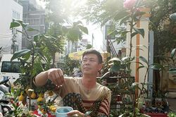 Cây hồng trà độc nhất vô nhị ở Hà Nội được rao bán với giá 'rẻ giật mình'
