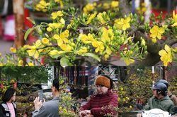 'Mê mẩn' mai vàng Bình Định cả chục triệu/chậu khoe sắc ở chợ Tết thủ đô