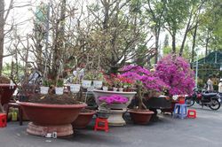 Cần Thơ: Hoa Tết rộn ràng xuống phố
