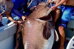 Bắt được cá mú 'siêu to khổng lồ' nặng gần 160 kg