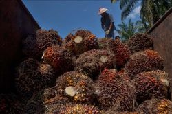 Tổng thống Indonesia chỉ trích EU hạn chế nhập dầu cọ