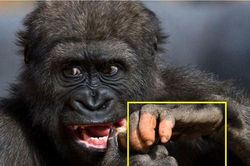 Cận cảnh bàn tay giống y hệt con người của gorilla trong sở thú Mỹ