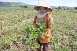 Kbang: Nông dân 'méo mặt' vì vụ bí thất bát