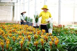 Hoa ngoại ''cháy hàng'' dịp tết