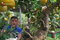 Cây bưởi cổ thụ thế 'bạt phong hồi đầu' giá trăm triệu gây sốt ở Hưng Yên