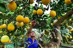 Cây bưởi cổ thụ thế 'bạt phong hồi đầu' giá trăm triệu gây sốt ở Hưng Yên