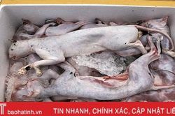 Bắt giữ xe giường nằm chở 6 tạ thịt mèo bốc mùi hôi thối