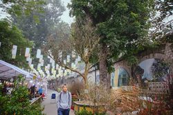 Cây hoàng mai 120 tuổi giá 4 tỷ đồng xuống chợ hoa truyền thống Hà Nội