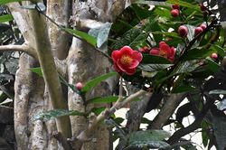 Chiêm ngưỡng vẻ đẹp cây hải đường hơn 100 tuổi ở thành phố Cảng
