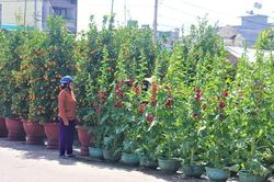 Quảng Nam: Hoa Tết tràn ngập, khách mua vắng vẻ