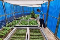 Hiệu quả từ mô hình tăng gia ở đảo Đá Nam