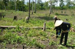 Thanh tra các dự án nguồn gốc từ nông, lâm trường
