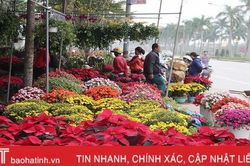 Hoa xuân rực rỡ trên khắp phố phường Hà Tĩnh