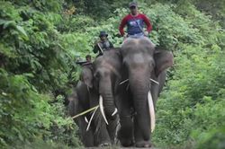 Lực lượng 'voi cảnh sát' tại Indonesia