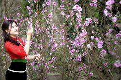 Chợ hoa năm ấy