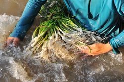 Nông dân miền Tây thu hoạch kiệu chạy Tết