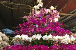 'Lượn' chợ hoa Tết