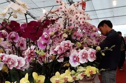 Hoa Tết đa dạng, nhiều giống ngoại với giá cả hợp lý