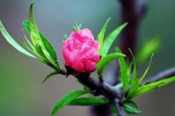 Xin được làm chiếc lá…