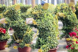 Quất bonsai tạo hình chuột khuấy động chợ hoa Tết