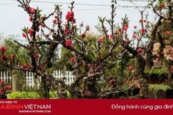Đào 'tiến vua' giá trăm triệu đồng cho thuê chơi Tết