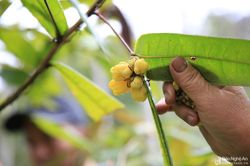 Mùa thu hái loài hoa 'quý như vàng' ở miền Tây Nghệ An