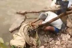 Người đàn ông trả giá đắt vì bất cẩn trong việc giải cứu báo hoa mai