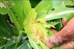 Đã có quy trình kỹ thuật phòng, chống sâu keo mùa thu
