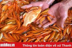 Nhộn nhịp làng nuôi cá Chép phục vụ Tết ông Công ông Táo