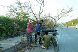 Ðào rừng 'chở' mùa xuân xuống phố
