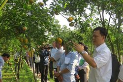 Lai Vung - Xanh lại vườn quýt