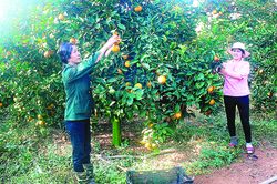 Nhiều mô hình 'dân vận khéo' của Hội LHPN Mai Sơn