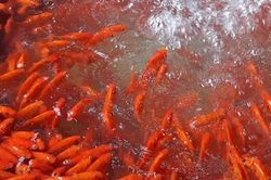 Cá chép đỏ tiễn Táo Quân về trời đắt hàng trước giờ G