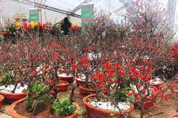 Hà Nội: Muôn hoa đua sắc đón chào xuân mới
