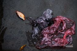 Cá chết, bơi cùng rác sau đêm phóng sinh