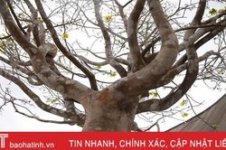 Ngắm cây mai rừng 'khủng' 40 năm tuổi ở Hà Tĩnh được hét giá 100 triệu đồng