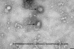 Thái Lan ghi nhận trường hợp thứ hai nhiễm chủng virus corona mới