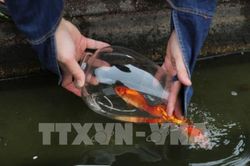 Thả cá chép ngày ông Táo - nét đẹp văn hóa của người Việt