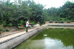 Phát triển mô hình kinh tế trang trại