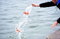 Muôn kiểu thả cá chép tiễn ông Táo chầu trời