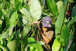 Người dân Lâm Đồng 'hốt bạc triệu' từ lá dong ngày Tết