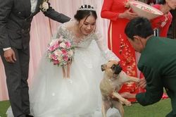 Bật cười vì biểu cảm thảng thốt của chú chó cưng khi bị bắt 'chia ly' với cô chủ trên sân khấu đám cưới