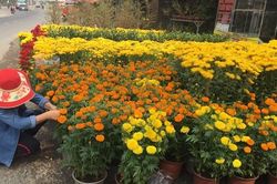 Hoa đẹp, vẫn ít người mua
